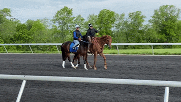 MyRacehorse GIF