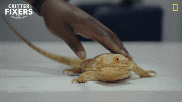 National Geographic Fun GIF by Nat Geo Wild