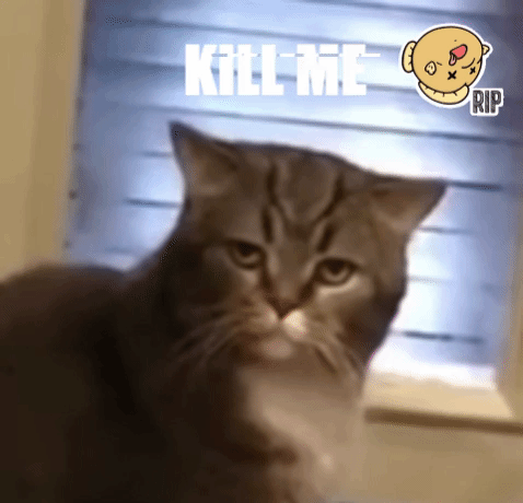 Cat Memes Clean Gif
