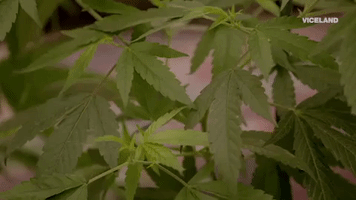that good kush GIF by MOST EXPENSIVEST