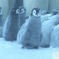happy Baby Penguin GIF by BBC America