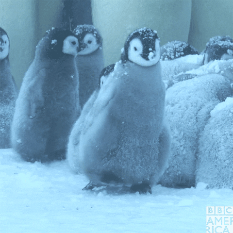 Happy Baby Penguin Gif By c America Find Share On Giphy