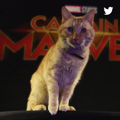 captain marvel cat GIF by Twitter