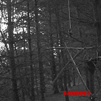 blair witch project horror GIF by Shudder