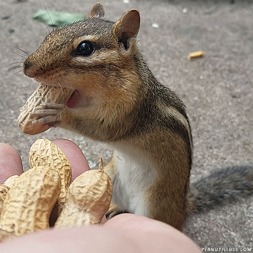 Hd Chipmunk GIF