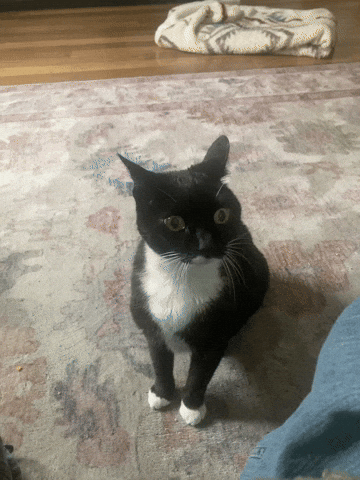 Cat GIF