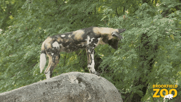 Didnt See You There Wild Dogs GIF by Brookfield Zoo