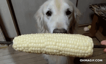 Eat Corn On The Cob GIF - Find & Share on GIPHY
