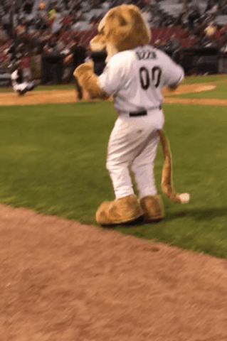 shimmy ozzie t cougar GIF by Kane County Cougars