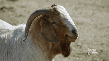 goat sheep GIF by CBC