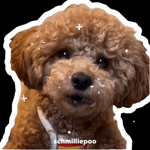 Poodle Funny Dog GIF