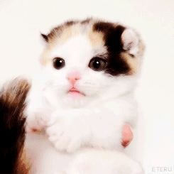 baby cat GIF