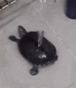 giphy.gif?cid=19f5b51ace81afe8b0e1d11e12fe485b8584e74ad024c19b&rid=giphy.gif