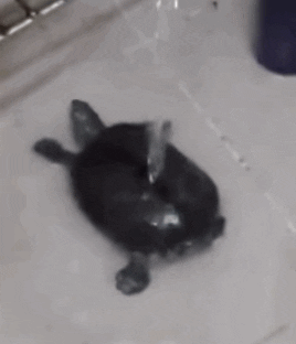 Wildlife gif. We look down on a turtle as it squirms in a shower beneath a stream of water.