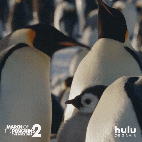 march of the penguins dance GIF by HULU