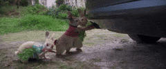 peter rabbit GIF