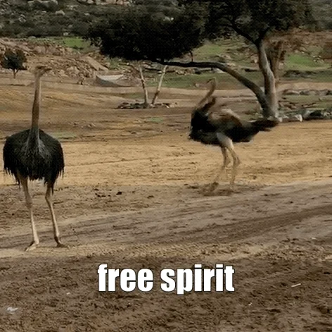 happy free spirit GIF by San Diego Zoo