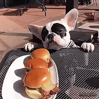 Hungry Dog GIF
