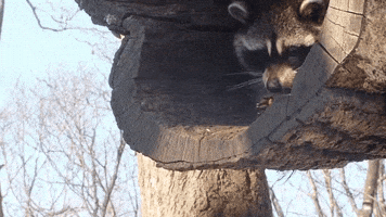phe  GIF
