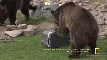 Grizzly Bear Yellowstone GIF by National Geographic Channel