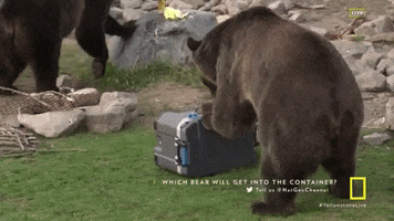 grizzly bear yellowstone GIF by National Geographic Channel