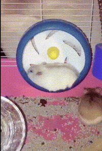mouse running wheel gif