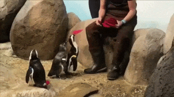 valentines day penguin GIF by California Academy of Sciences