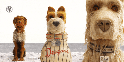 wes anderson yes GIF by Fox Searchlight