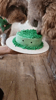 Birthday Cake GIF by Geekster Pets