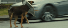 A Dogs Way Home Sony GIF by A Dog's Way HomeVerified account
