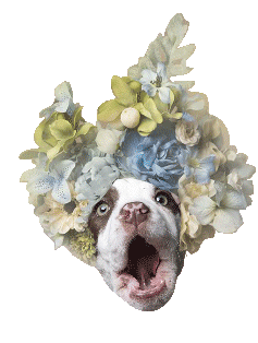 Pit Bull Omg Sticker by Sophie Gamand
