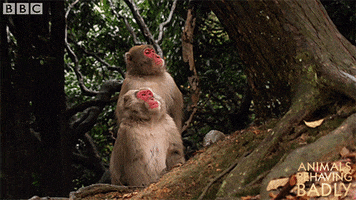 looking japanese macaque GIF by BBC
