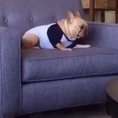 Video gif. A French bulldog wearing a T-shirt starts to burrow into an armchair and then falls off the chair.