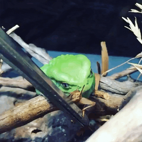 hungry frog GIF by California Academy of Sciences