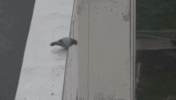 Pigeon Goodbye GIF