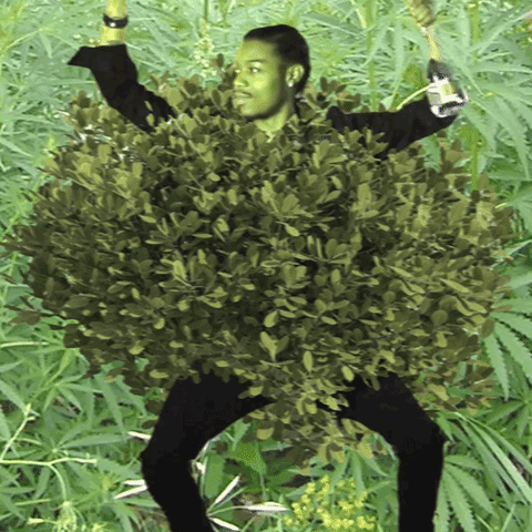 Smoke Weed GIF