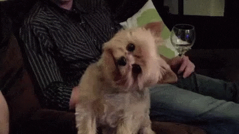 Confused Yorkshire Terrier GIF by MOODMAN - Find & Share on GIPHY