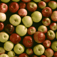 apple cider GIF by Angry Orchard