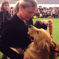 dog show GIF by Westminster Kennel Club