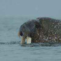 Pbs Nature Walrus GIF by Nature on PBS