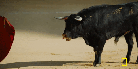 bullfighting meme gif