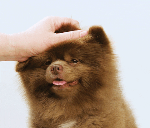 Pomeranian Funny Girl Pomi Pom GIFs - Get the best GIF on GIPHY