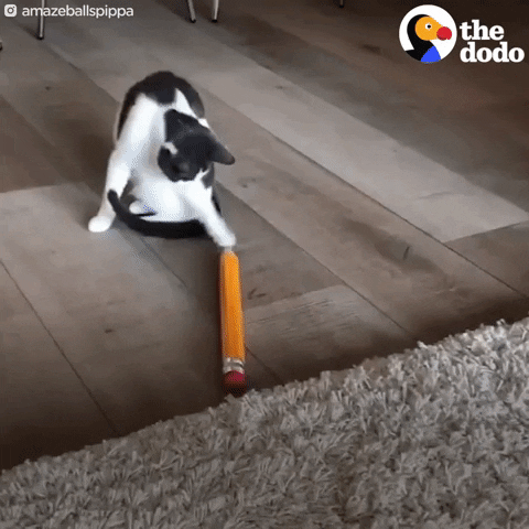 cat pencil GIF by The Dodo