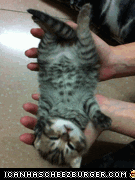 Cat Cute Kitten GIF - Find & Share on GIPHY