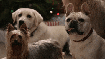 road to christmas dog GIF by Hallmark Channel