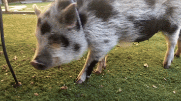 Babe The Pig GIF by Nebraska Humane Society