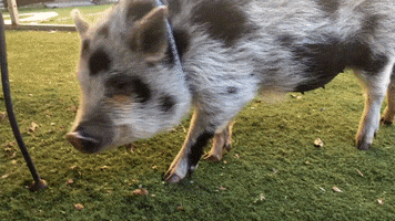 Babe The Pig GIF by Nebraska Humane Society