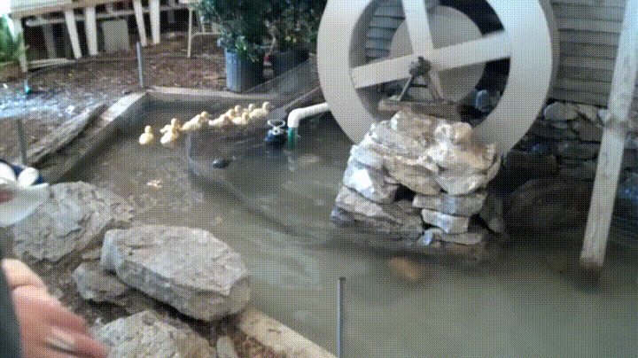 water race GIF