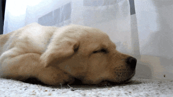 golden retriever blowing in the wind GIF by Rover.com
