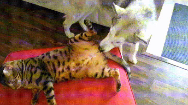 Impertinente Vragen Die Niemand Aan Jou Mag Stellen Maar Ook Zeker Niet Aan Een Kind 9 Angel-Wings.nl dog GIF